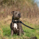 Why Your Dog’s Gear Matters More Than You Think