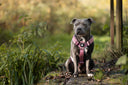What Exactly Is a Bully Breed? (Here’s What Most People Get Wrong)