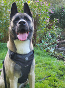 HYGGE® Comfort Padded Y-Shape Dog Harness with Handle – Adjustable