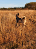 ELITE+® All-Action Waterproof Recall Training Lead 10m