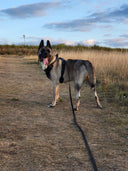 ELITE+® All-Action Waterproof Recall Training Lead 10m