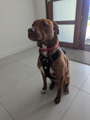 Bullyion Honeycomb® Dog Harness Lightweight Anti Pull Airmesh With Handle Adjustable