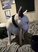 Bullyion All Action® Pro Power Dog Collar with Handle Tactical Military Grade 4cm Width