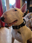 Bullyion All Action® Pro Power Dog Collar with Handle Tactical Military Grade 4cm Width