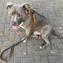 ALL ACTION® Swivel Dog Lead 1.4m