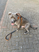 ALL ACTION® 4cm Collar + Progressive Ladder Lead Bundle
