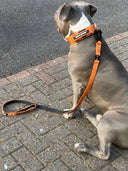 ALL ACTION® 4cm Collar + Progressive Ladder Lead Bundle