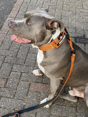 ALL ACTION® 4cm Collar + Progressive Ladder Lead Bundle
