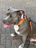 ALL ACTION® 4cm Collar + Progressive Ladder Lead Bundle