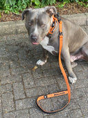 ALL ACTION® 4cm Collar + Progressive Ladder Lead Bundle