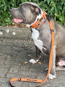 ALL ACTION® 4cm Collar + Progressive Ladder Lead Bundle