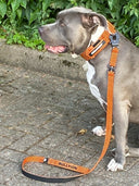 ALL ACTION® 4cm Collar + Progressive Ladder Lead Bundle