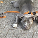 ALL ACTION® Swivel Dog Lead 1.4m