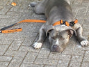 ALL ACTION® 4cm Collar + Progressive Ladder Lead Bundle