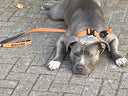 ALL ACTION® 4cm Collar + Progressive Ladder Lead Bundle