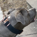 ELITE+® All Action Dog Collar – 5cm Waterproof Marine-Grade Leatherette