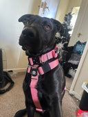 Bullyion Trinity® Dog Harness Anti Pull Military Grade Tactical Training Adjustable