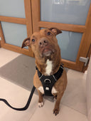 Bullyion Honeycomb® Dog Harness Lightweight Anti Pull Airmesh With Handle Adjustable