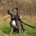 ELITE+® All Action Tactical Military Grade Dog Collar Width – 4cm Adjustable