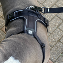 HIFLEX® No Pull Y Shape Harness with Handle