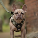 HONEYCOMB® Lightweight Air Mesh Y Shape Harness with Handle