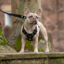 HONEYCOMB® Lightweight Air Mesh Y Shape Harness with Handle