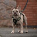 HONEYCOMB® Lightweight Air Mesh Y Shape Harness with Handle