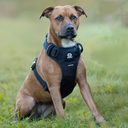 HYGGE® Comfort Padded Y-Shape Dog Harness with Handle – Adjustable