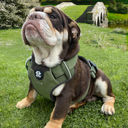 HYGGE® Comfort Padded Y-Shape Dog Harness with Handle – Adjustable