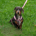 MINI TRINITY® No Pull Adjustable Harness