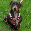 MINI TRINITY® No Pull Adjustable Harness