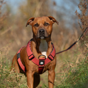 TRINITY® No Pull Padded Multi Clip Strap Dog Harness Adjustable