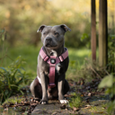 TRINITY® No Pull Padded Multi Clip Strap Dog Harness Adjustable