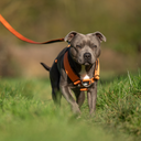 TRINITY® No Pull Padded Multi Clip Strap Dog Harness Adjustable
