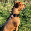 ELITE+® All Action Dog Collar – 5cm Waterproof Marine-Grade Leatherette