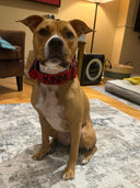 Bullyion All Action® Pro Power Dog Collar with Handle Tactical Military Grade 4cm Width