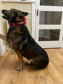 Bullyion All Action® Pro Power Dog Collar with Handle Tactical Military Grade 4cm Width