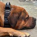 ALL ACTION® Tactical Military Grade Dog Collar with Handle - 5cm